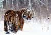 It’s Official: SSR Mining Has A Taiga By The Tail In Sask. (Possibly Tigers Plural)
